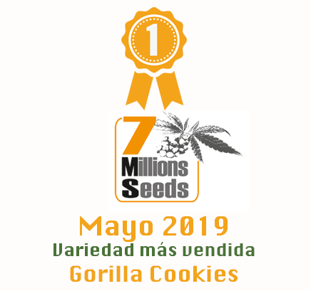 7 millions seeds Gorilla Cookies